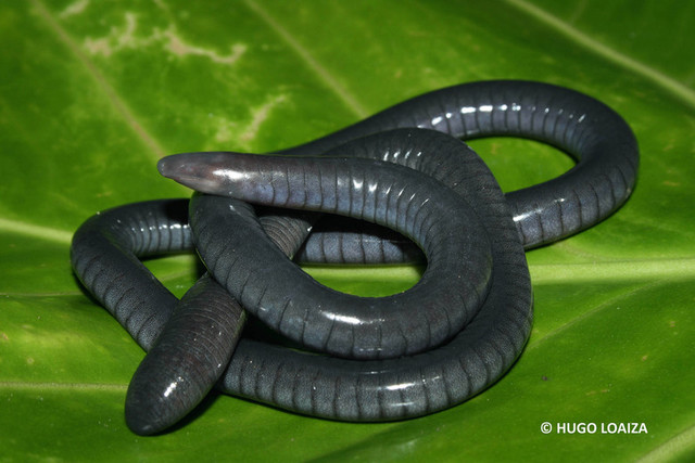 На фото червяга вида Caecilia thompsoni, крупнейшая из червяг