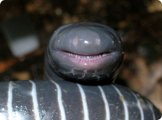На фото червяга вида Caecilia thompsoni, крупнейшая из червяг