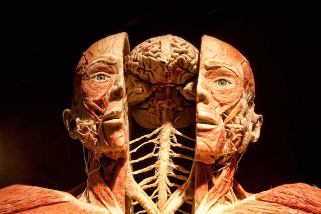 пластинация, Гюнтер фон Хагенс, анатомия, анатом, выставка, тело