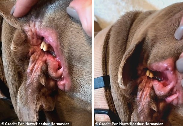 собака, пасть, зубы, мутация