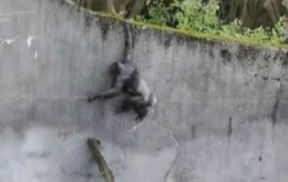 шимпанзе, обезьяна, побег