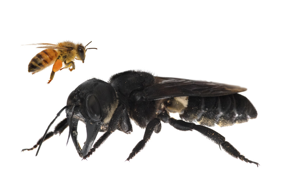 биология, пчелы, насекомые, Животные