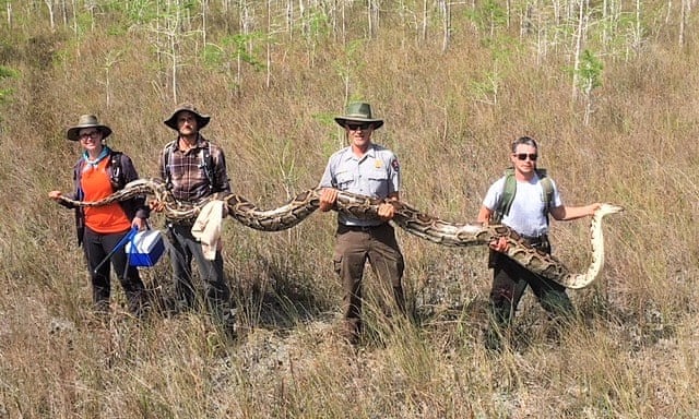питон, змея, Флорида, бирманский питон, инвазивный вид