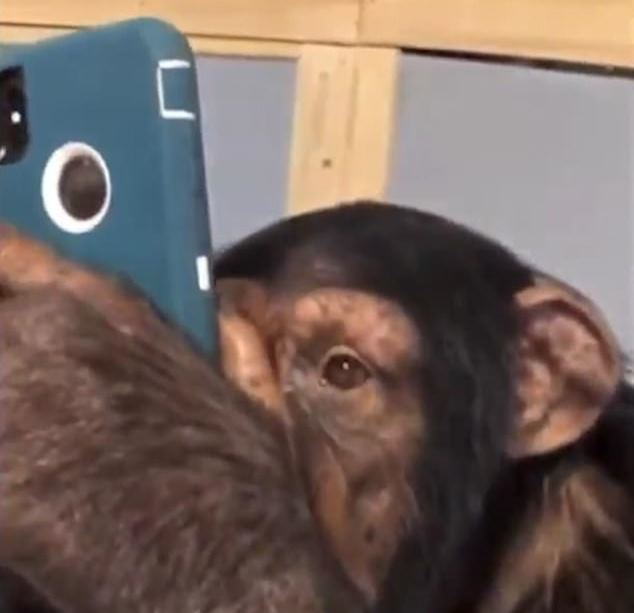 шимпанзе, примат, обезьяна, смартфон