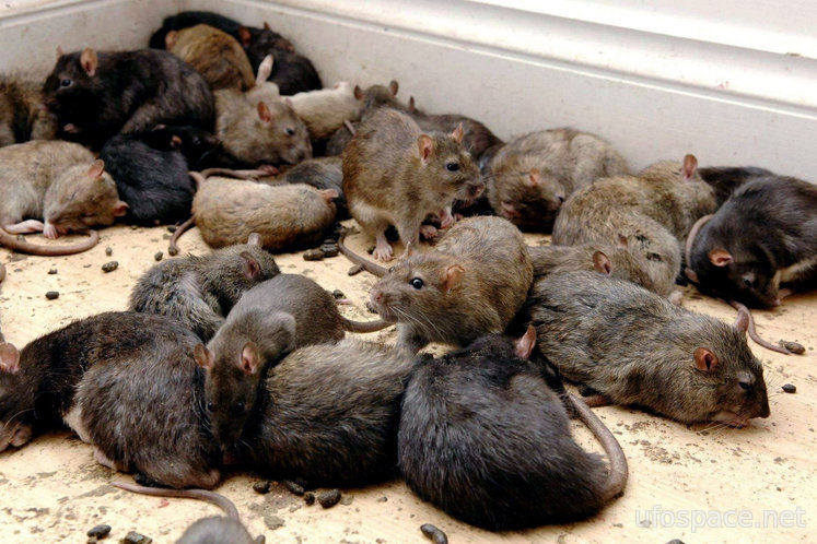крысы, чума, Розуэлл, чумная бомба, теория заговора, ufospace.net