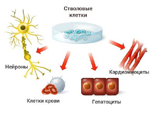 Медицина, стволовые клетки, ufospace.net