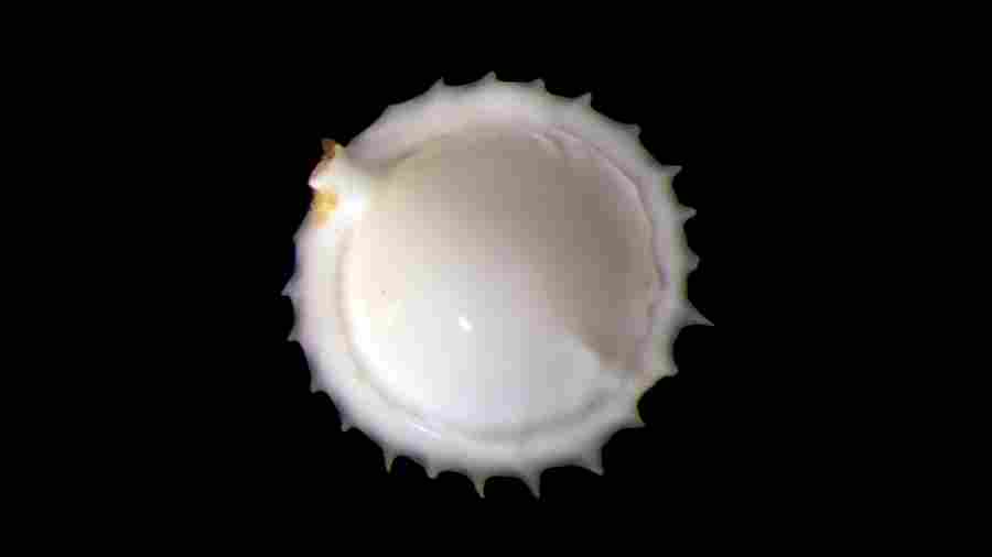 Фораминиферы – одноклеточные организмы, у которых есть раковина