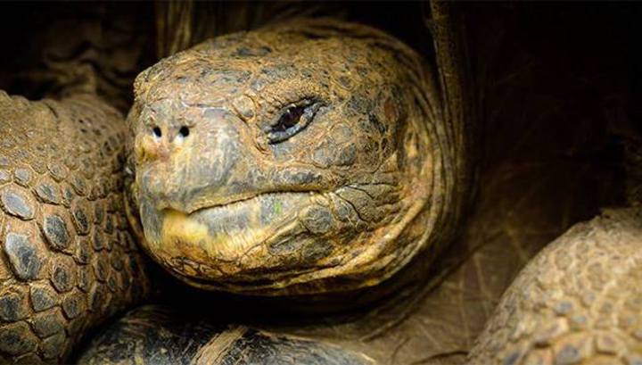черепахи, эквадор