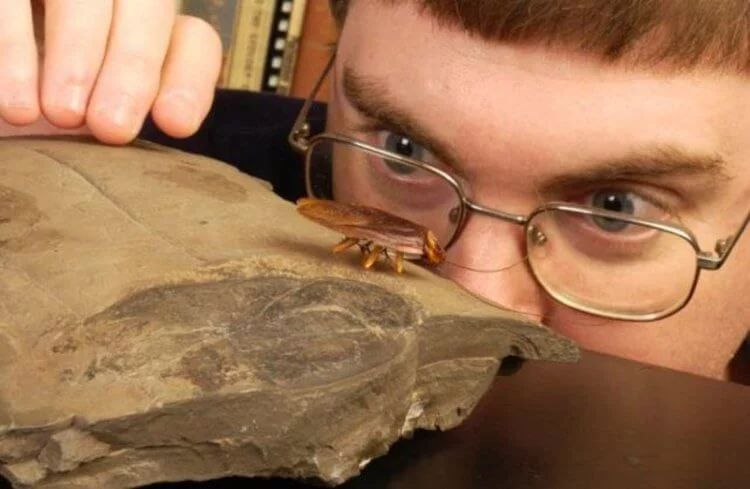 древний таракан, археология