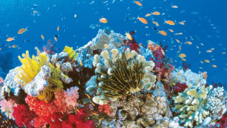 Коралловые рифы — дом для более чем 150 видов рыб