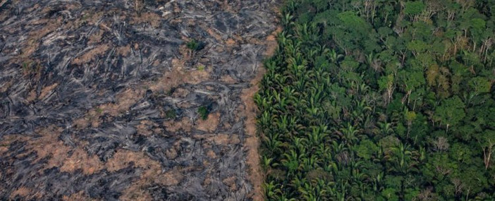 Леса Амазонки сильно пострадали от пожаров в 2019 году