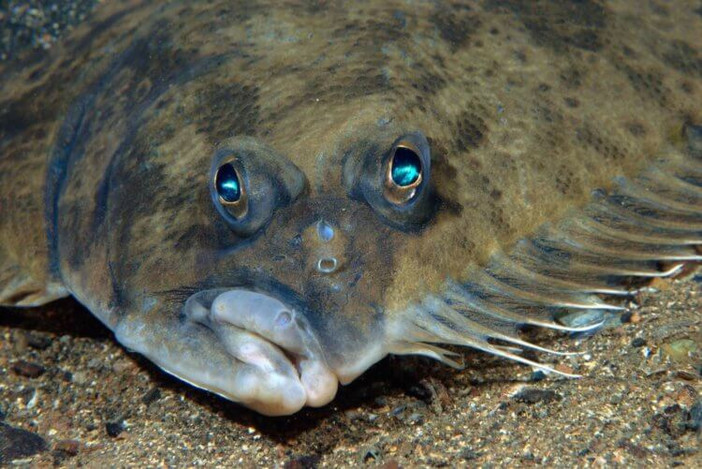Камбала — весьма странная рыба со сплющенным телом.