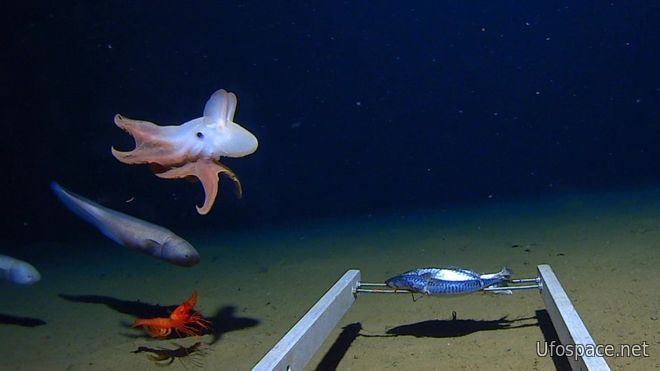 Глубоководный осьминог и другие обитатели Зондкого желоба