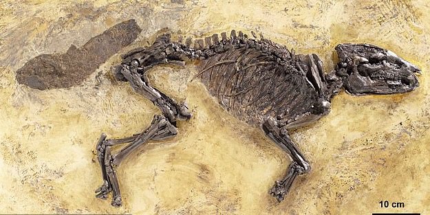 Скелет Propalaeotherium voigti