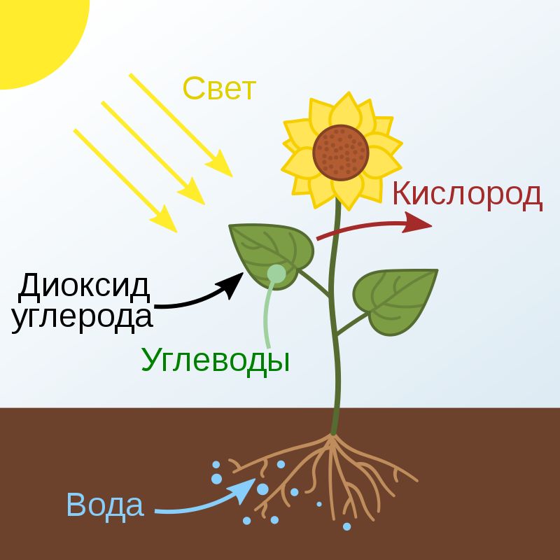 дерево, растения, наука