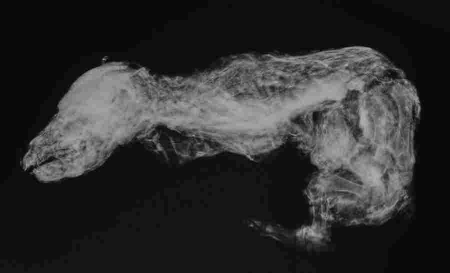 Рентгеновский снимок мумии