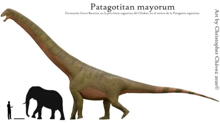 Сравнение размеров Patagotitan mayorum со слоном и человеком