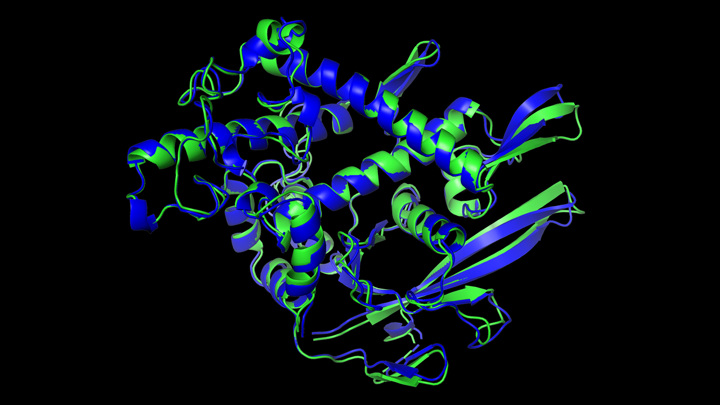 Зелёным показана трёхмерная структура белка, определённая в эксперимен