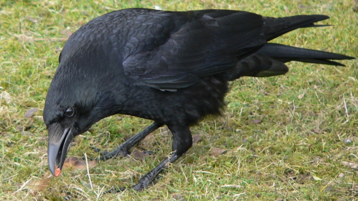 Эксперимент показал, что чёрные вороны обладают зачатками сознания.