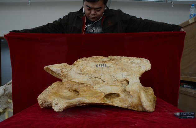 Фрагмент черепа Paraceratherium linxiaense
