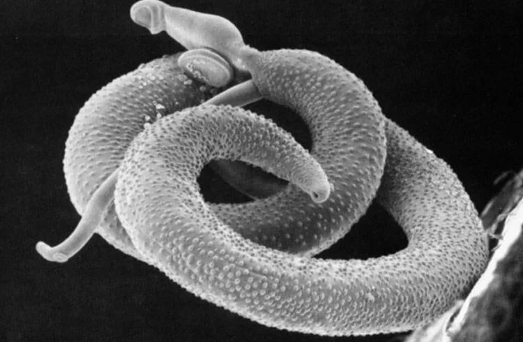 Паразитический червь вида Schistosoma
