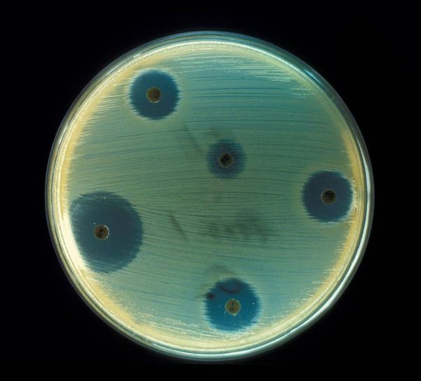 Прозрачные круги вокруг грибка — области, где бактерии погибли