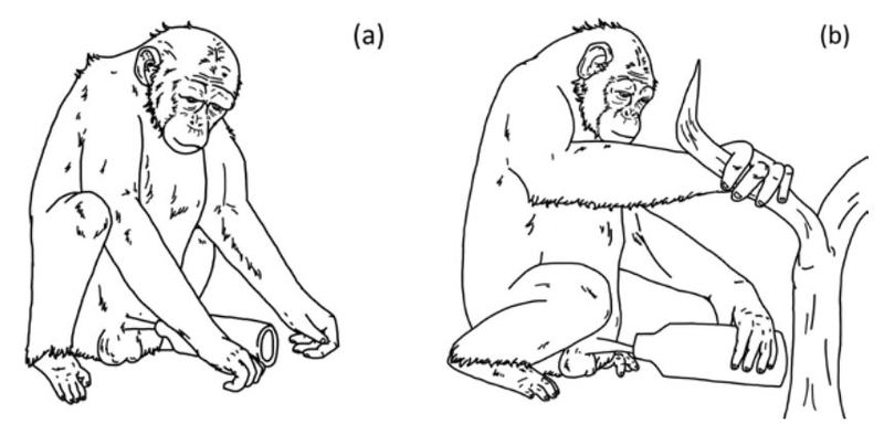 Араали, девятилетний самец шимпанзе, рисунок авторов работы