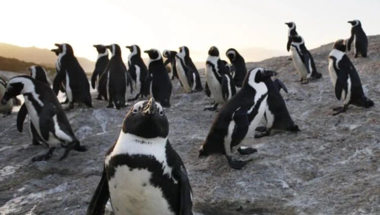 Очковые пингвины находятся на грани вымирания и теперь нуждаются