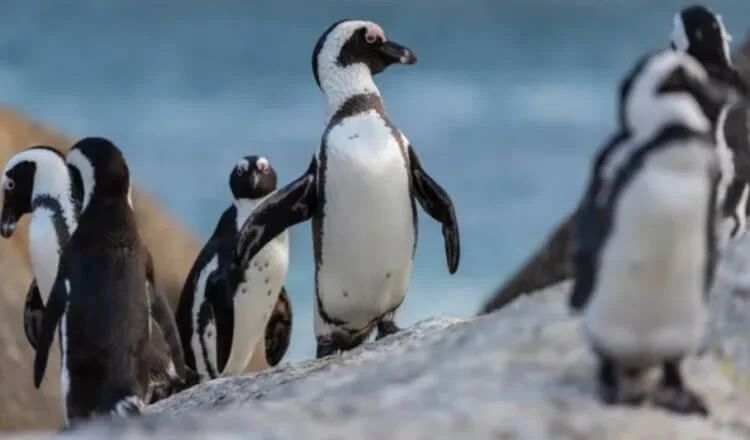 Очковые пингвины единственные в своем роде, кто размножается в Африке