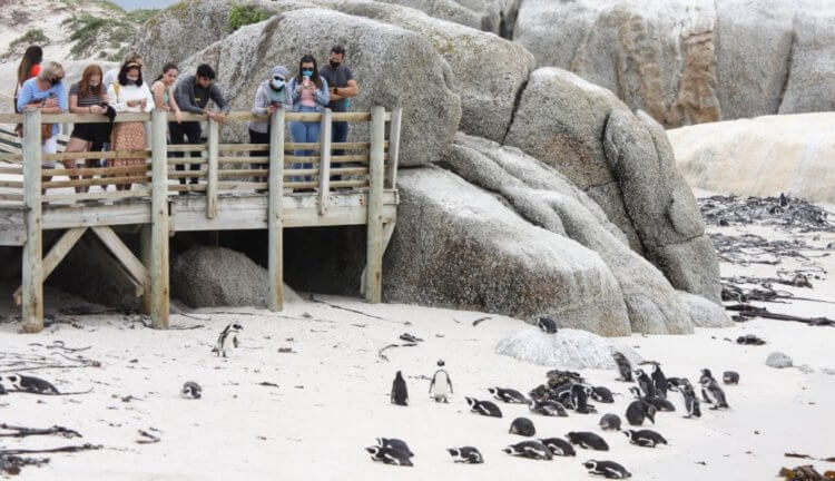 Пингвины на африканском пляже