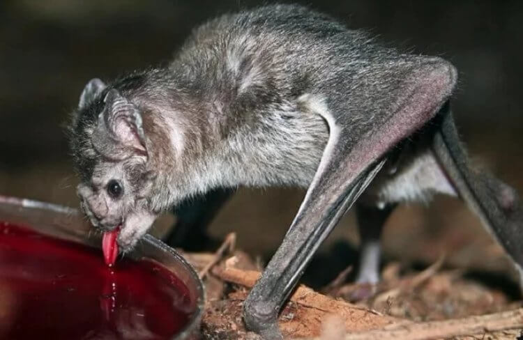 Летучие мыши-вампиры приглашают друзей на ужин специальными звуками
