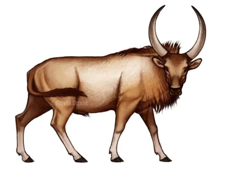 Древний бык Leptobos