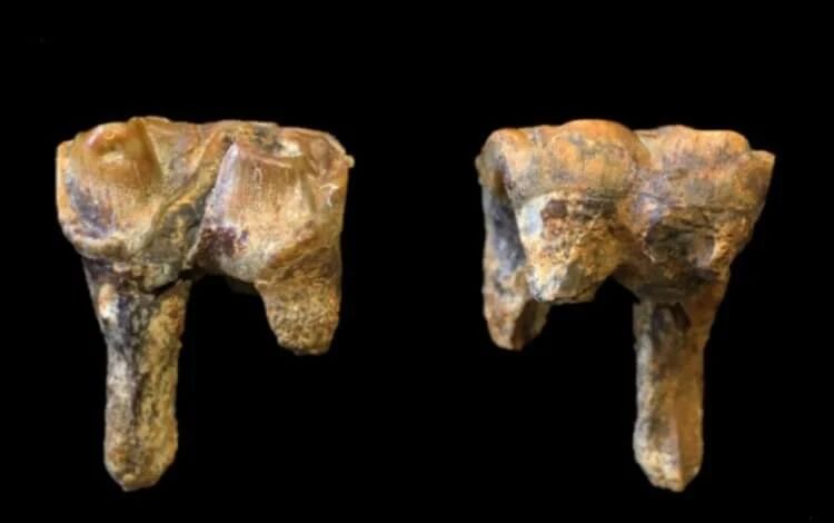 Зубы древнего бегемота
