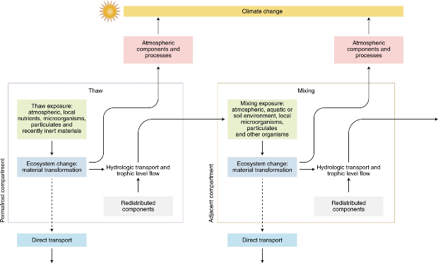 Концептуальная схема биогеохимических потоков экотоксикантов