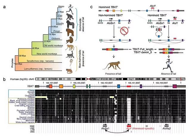 Почему человек утратил хвост: новое исследование