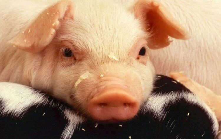 Самым чувствительным местом свиней является их рыло