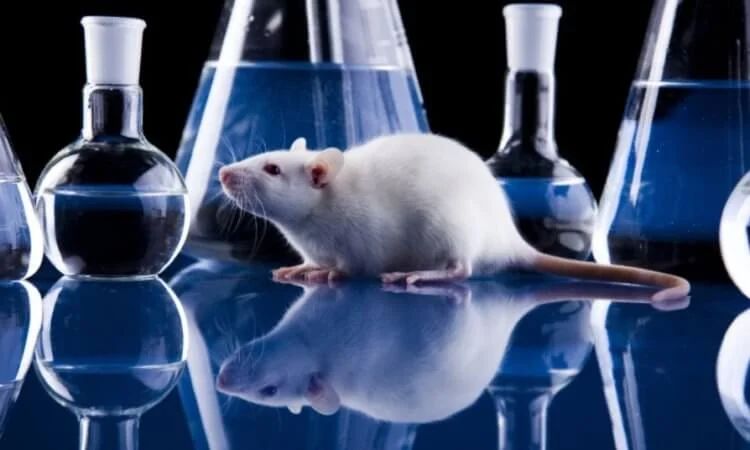 Эксперимент показал, что детеныши мышей менее чувствительны, чем взрос