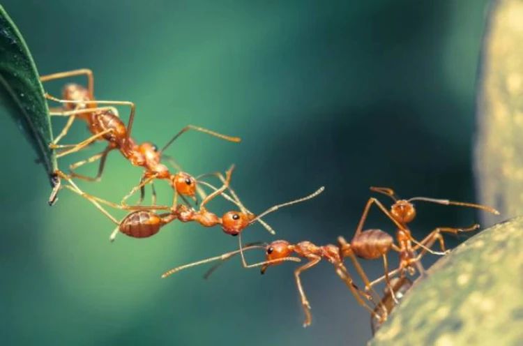 Коллективный разум муравьев помогает им сообща решать сложные задачи.