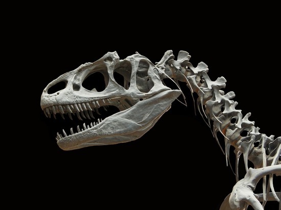 Ученые определили время года, когда начали вымирать динозавры
