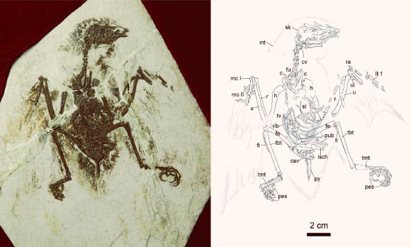 Фотография и рисунок тела голотипа Brevirostruavis macrohyoideus