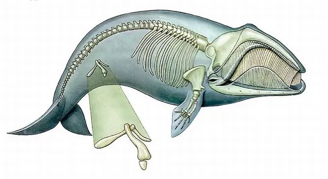Рудиментарные кости таза некоторых китообразных давно утратили