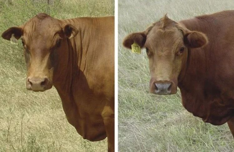Ученые изменили гены коров породы рыжий ангус.