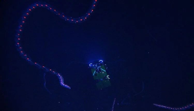 Как и многие другие глубоководные существа, сифонофоры обладают биолюм