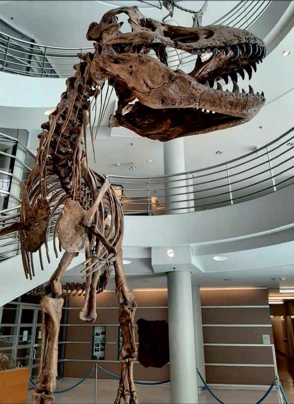 Монтированный скелет тираннозавра в Беркли