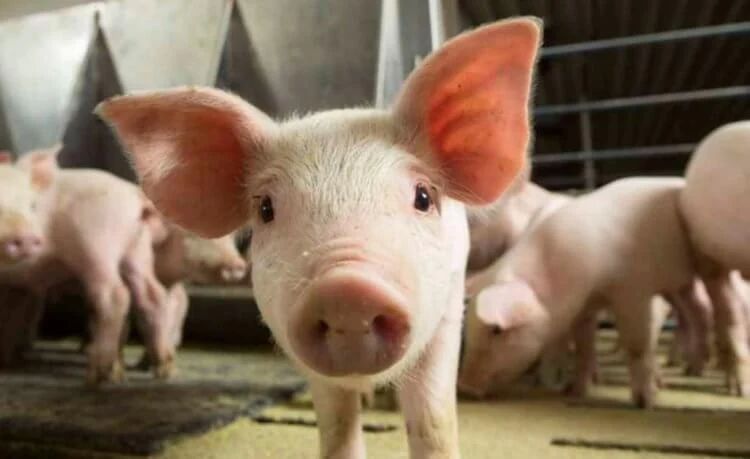 Генетически модифицированные свиньи GalSafe не вызывают аллергии