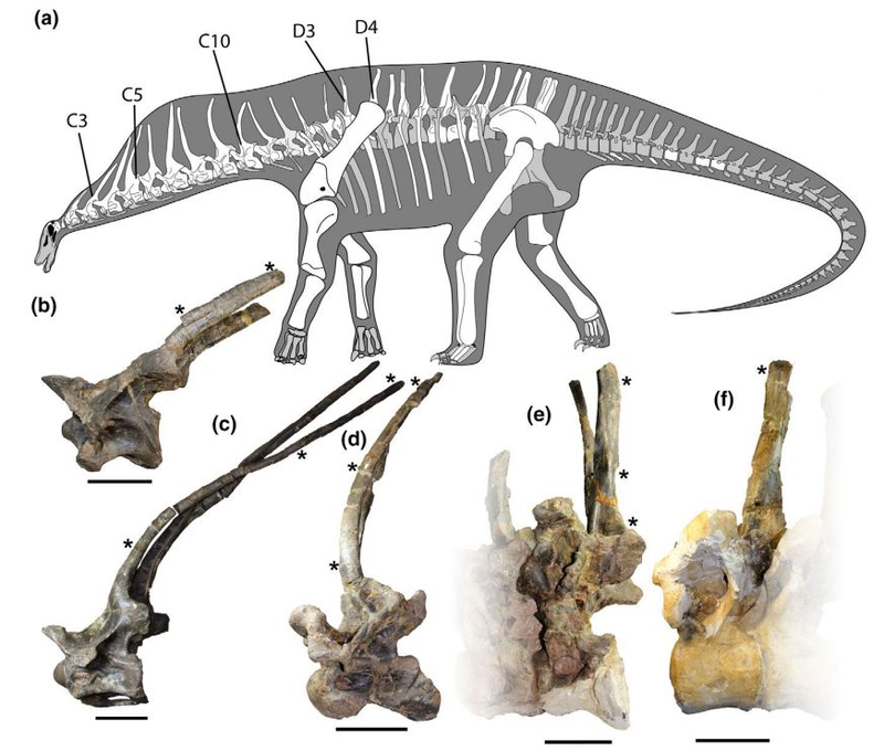Реконструкция скелета амаргазавра и фотографии позвонков с удлиненными