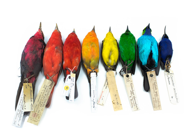 Музейные экземпляры красочных птиц из семейства танагр (Thraupidae)