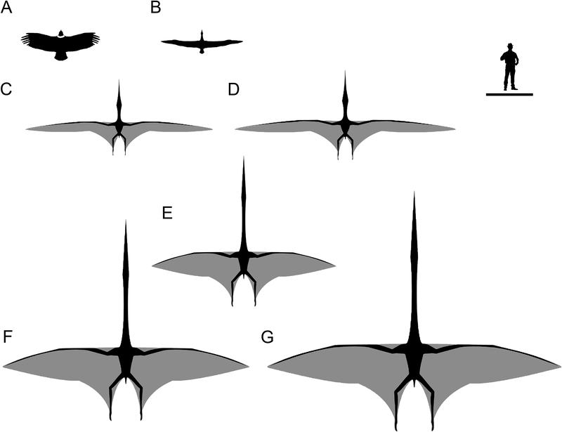 Сравнение размаха крыльев у летающих позвоночных.