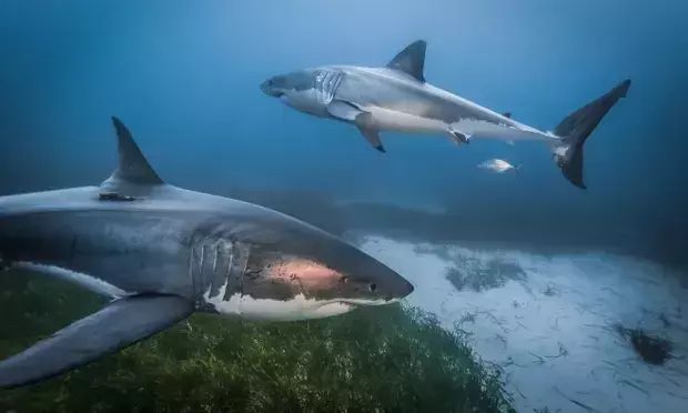 Почему некоторые акулы охотятся парами