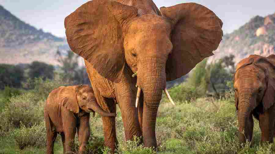 Мать имеет огромное значение для слоненка, и справиться с ее потерей е
